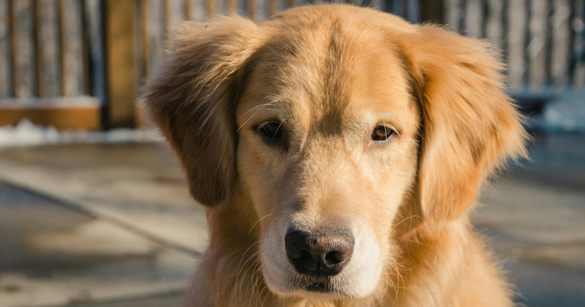 Zlatni retriveri nam više nalikuju nego što mislimo, čak i genetski