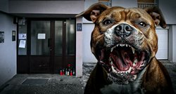 Veterinar: Ljudi pse zloupotrebljavaju i treniraju za borbe i napad. To završava loše
