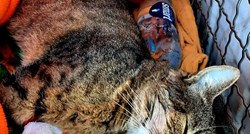 Užas u Gajnicama: Maca pala s balkona 4. kata, ozlijedila je glavu i slomila lakat