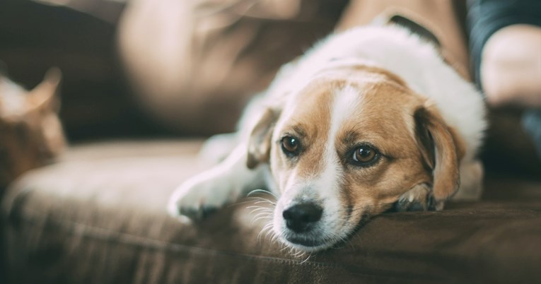 Ovo su četiri stvari koje morate reći veterinaru ako je vaš pas pojeo čokoladu