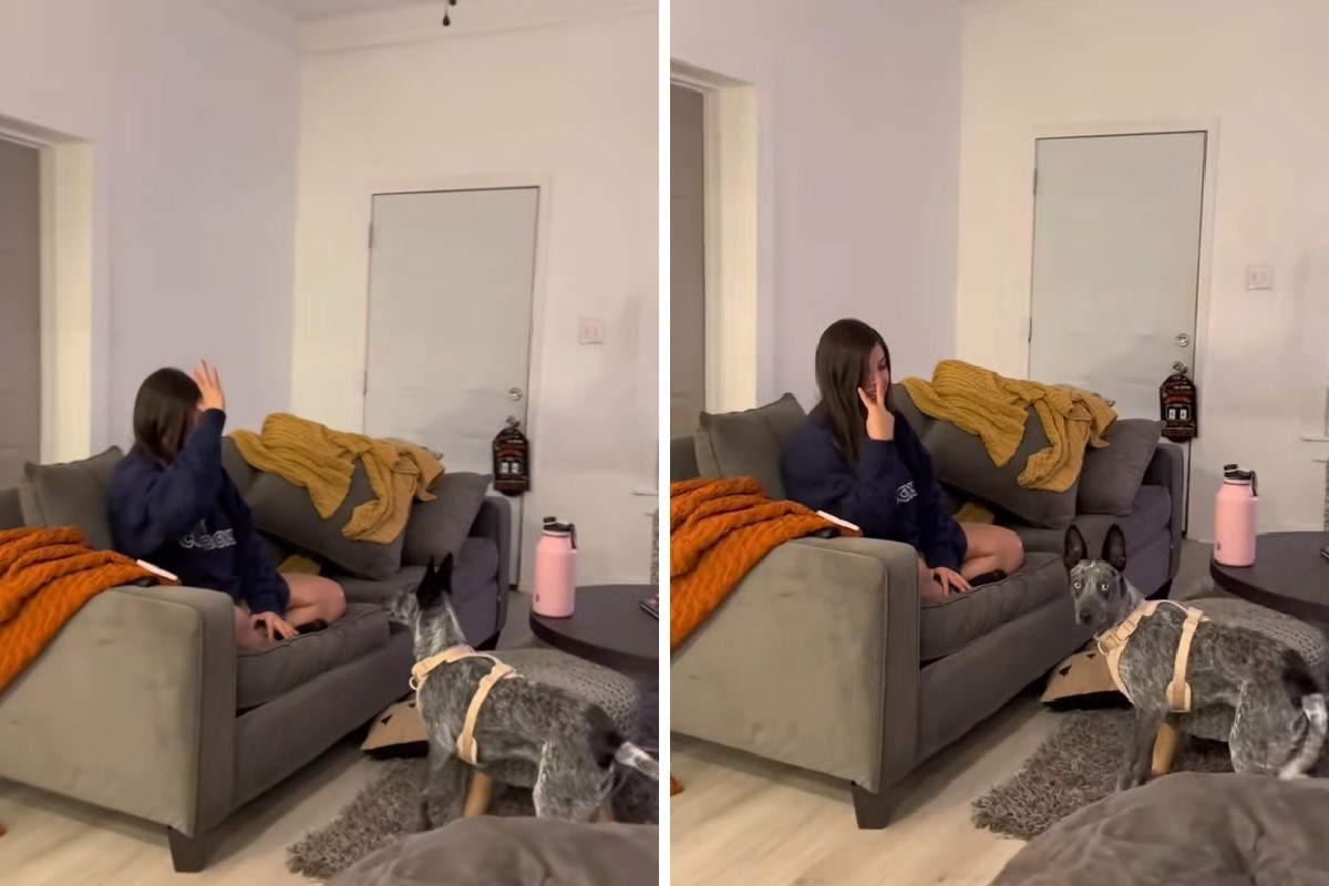 Pas koji razumije znakovni jezik oduševio je internet