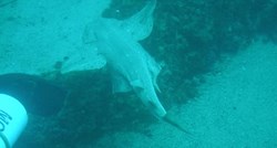 FOTO "Ovo su jedine fotografije najstrože zaštićene vrste morskog psa u Jadranu"