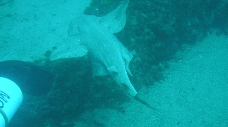 FOTO "Ovo su jedine fotografije najstrože zaštićene vrste morskog psa u Jadranu"