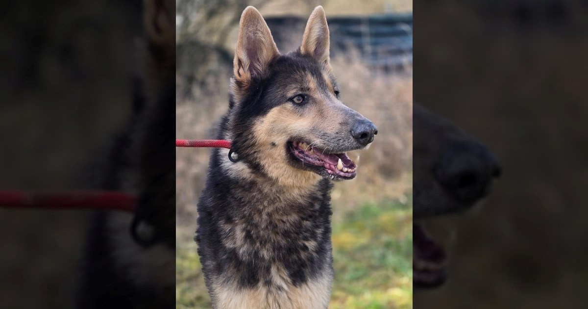 Alfa je već godinu dana u skloništu. Strpljivo čeka na priliku da postane nečiji pas