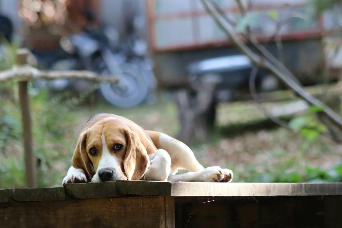 Pet pasmina posebno je sklono upalama uha nakon boravka u vodi