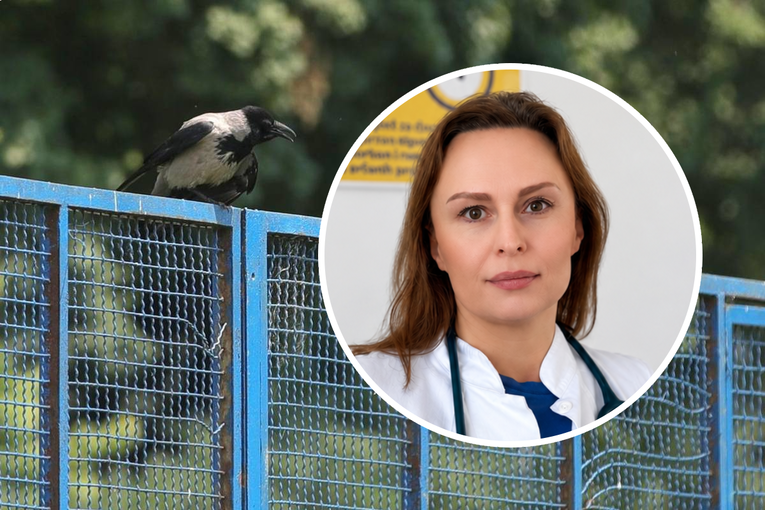 Ona je u Zagrebu liječila oboljele od virusa Zapadnog Nila: "Pomalo je zastrašujuće"