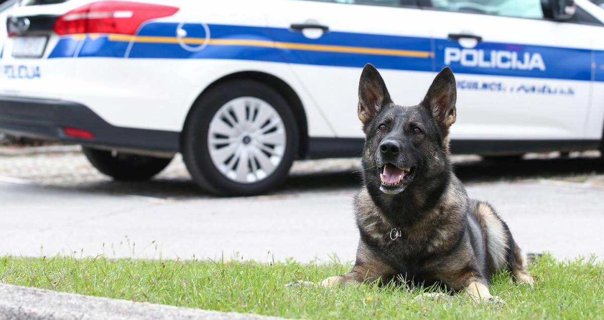 Policijski pas kod Šibenčanina našao heroin