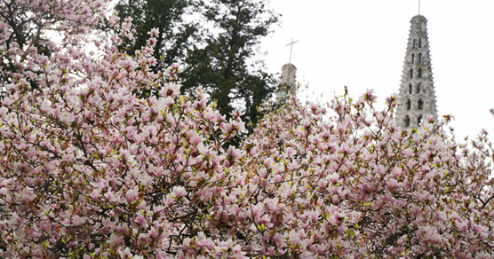 Prošetali smo Ribnjakom i snimili prekrasnu magnoliju. Pogledajte fotke