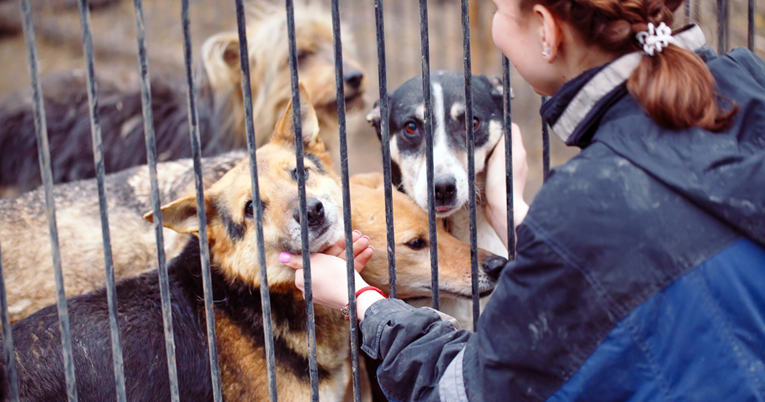 Pet savjeta kako pomoći napuštenim životinjama