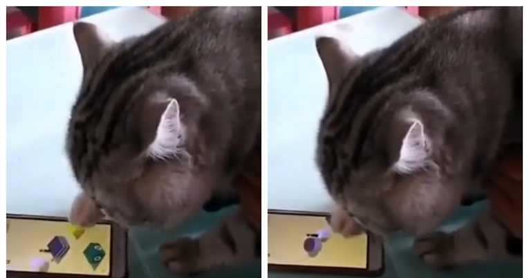 Urnebesan video: Mačka pokazala kako igra igricu na mobitelu i pobjeđuje