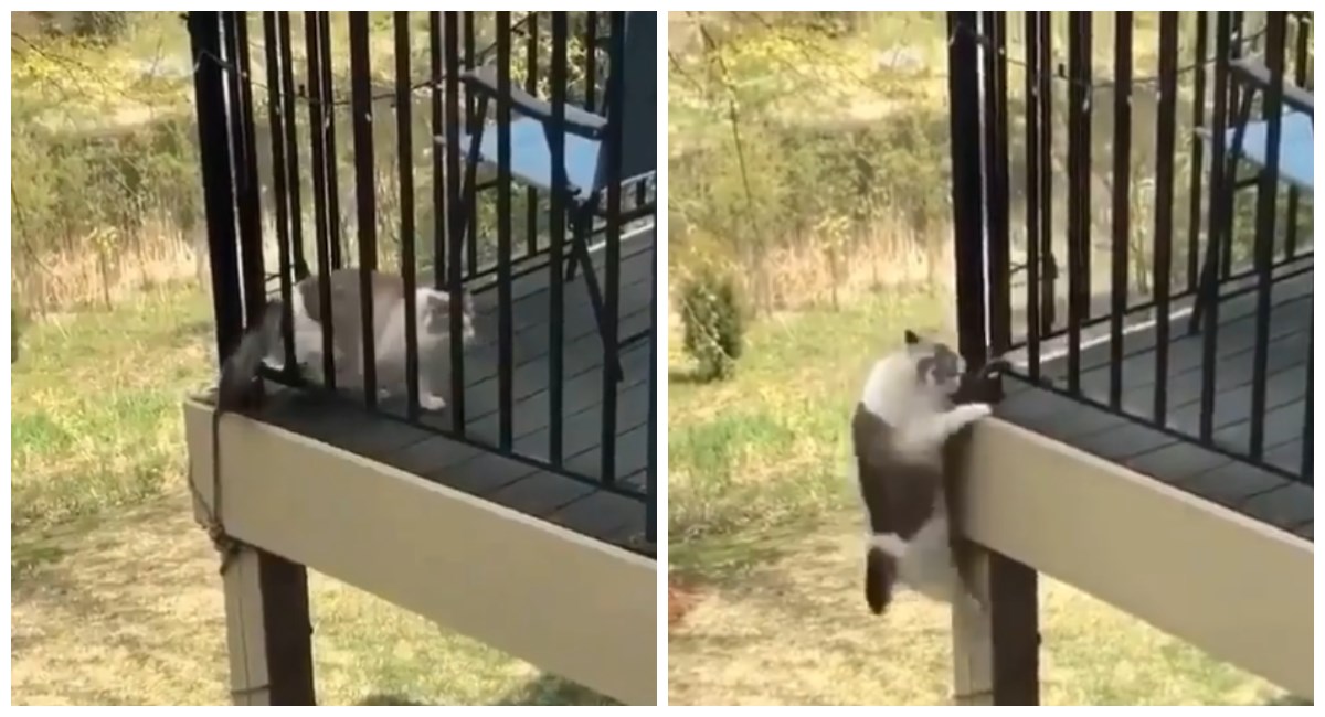 Zbog načina na koji napušta kuću mačka nasmijala internet: "Spidercat"