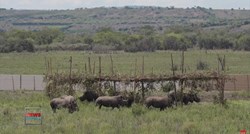 VIDEO Iz Južnoafričke Republike u Ruandu prevezeno 30 bijelih nosoroga