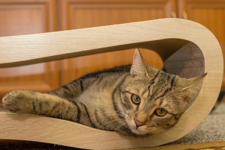 Vaša mačka se premalo kreće? Evo što savjetuju veterinari