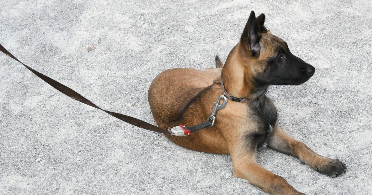 Ministarstvo obrane prodaje pet službenih pasa