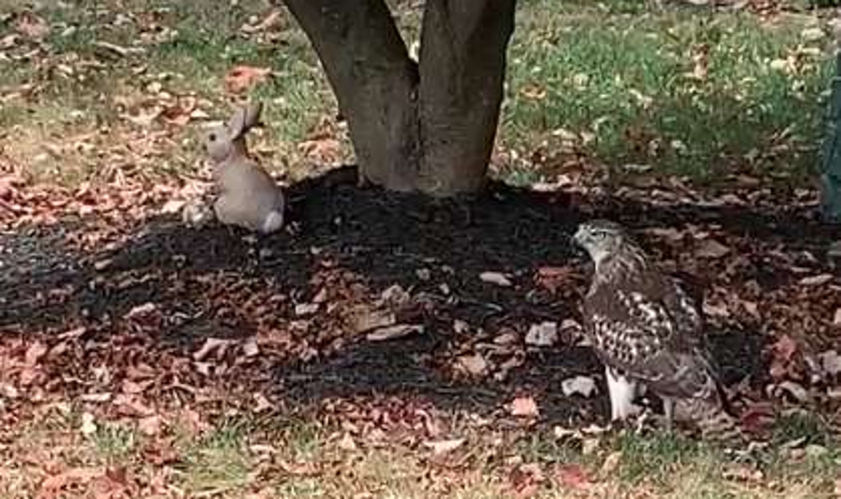 Jastreb napao kip zeca pa se zbunio, njegovu smiješnu reakciju morate vidjeti