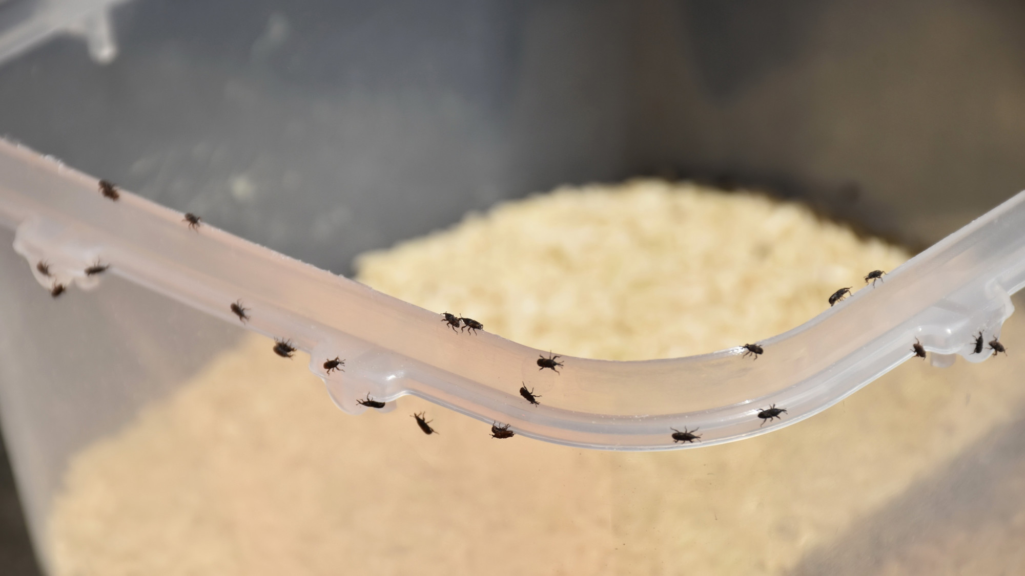 Otkrili ste crviće u riži ili brašnu? Znamo što trebate napraviti odmah