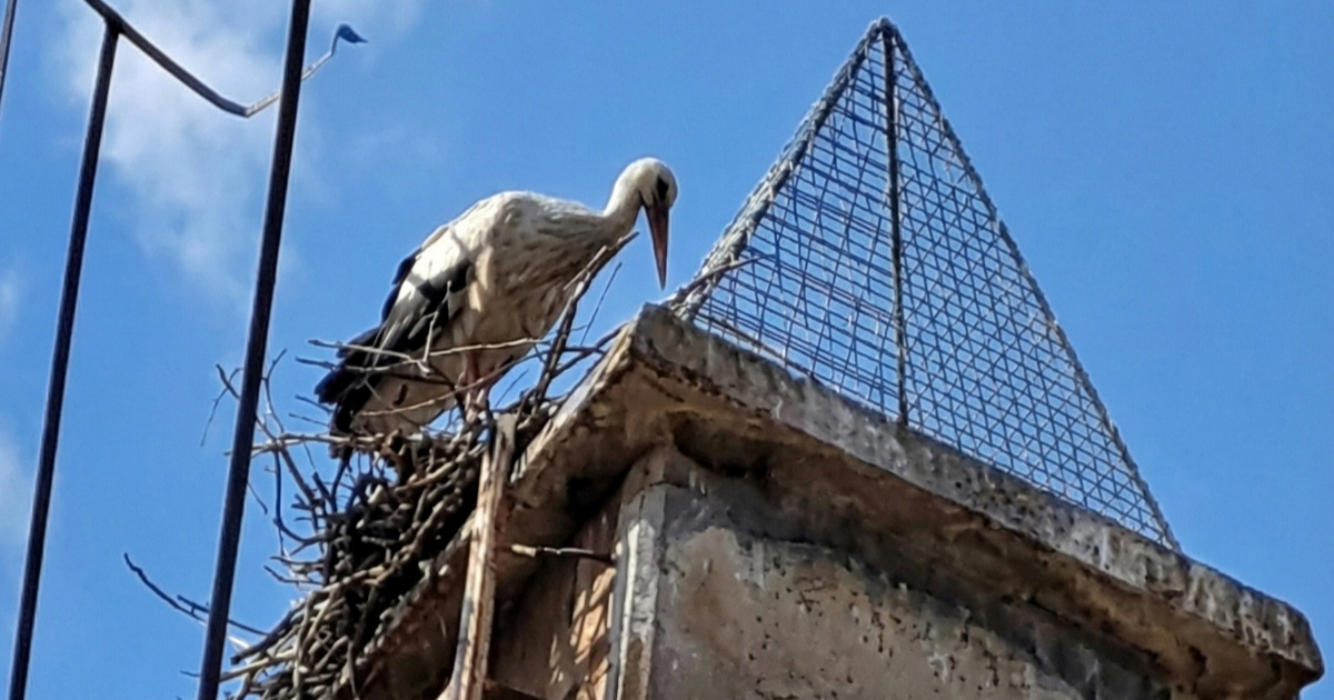 Tužna fotografija iz Đakova: Roda se vratila, ali njenog gnijezda više nema 😔
