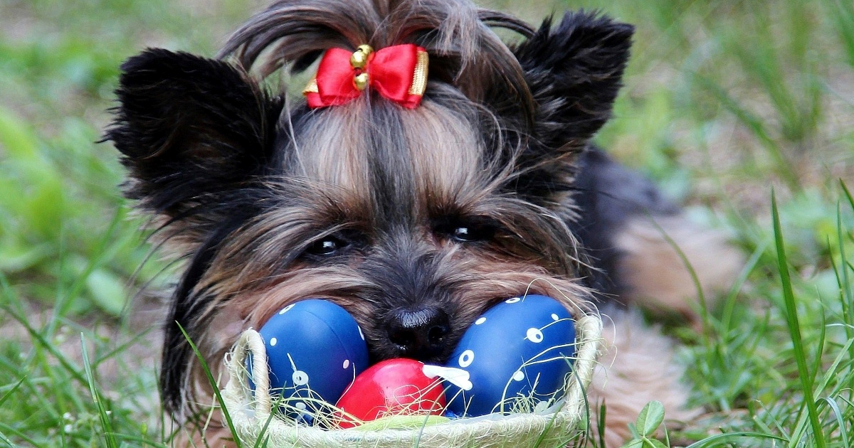 Uskrs krije opasnosti za kućne ljubimce, veterinari izdali upozorenje