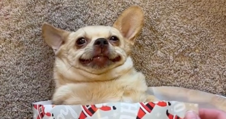 Urnebesni psić dopustio je vlasniku da ga umota kao božićni dar, video je viralan
