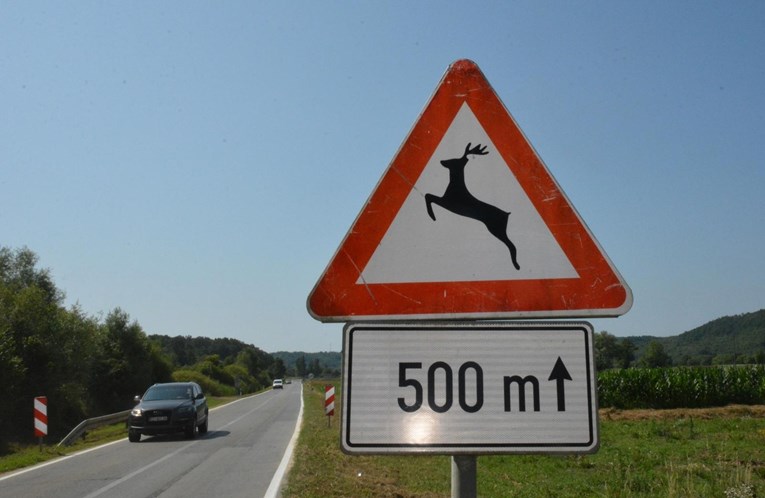 Policija upozorava: Oprez! Na ceste izlijeću jeleni, srne, svinje, pa i jarac