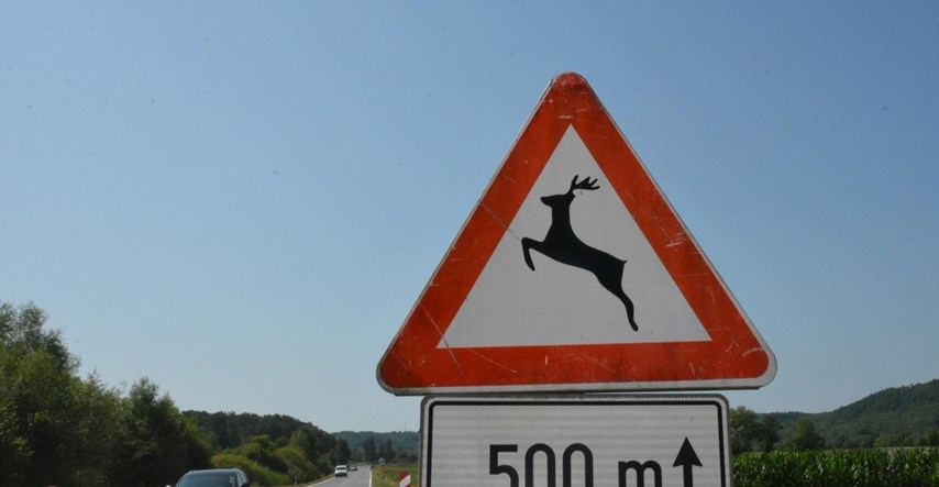 Policija upozorava: Oprez! Na ceste izlijeću jeleni, srne, svinje, pa i jarac