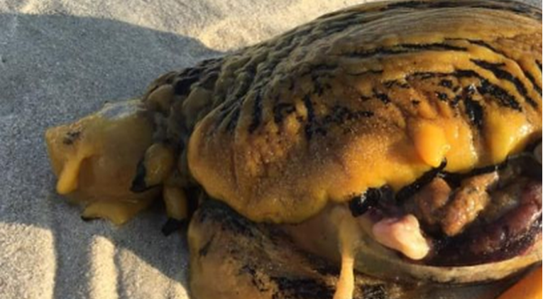 Snimio misteriozno stvorenje na plaži, lokalci upozoravaju: "To je ubojica pasa"