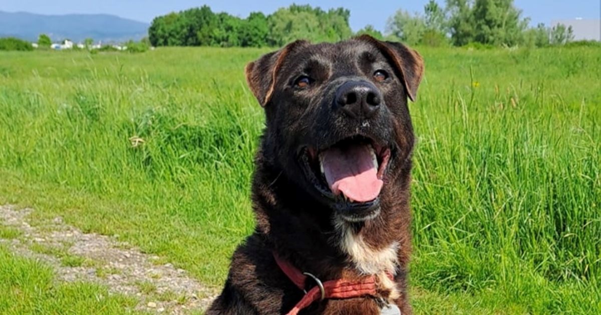 Četiri godine nije dobio nijedan upit: Pomozimo Terryju da napokon pronađe dom