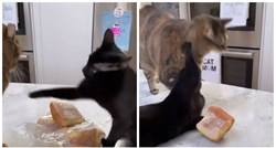 Urnebesna snimka mačke kako brani svoje pecivo je hit: "To je ljubav prema hrani"