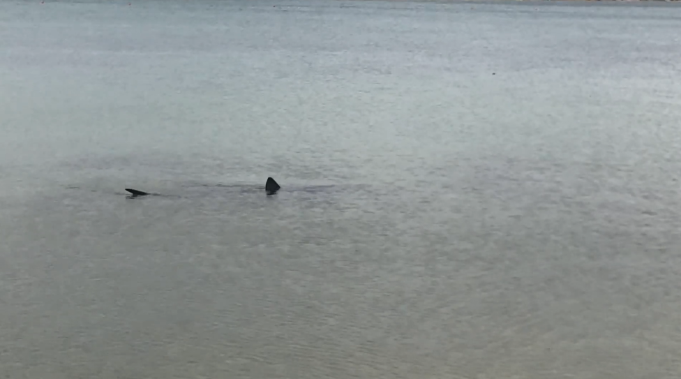 VIDEO Kod Pirovca snimljen morski pas