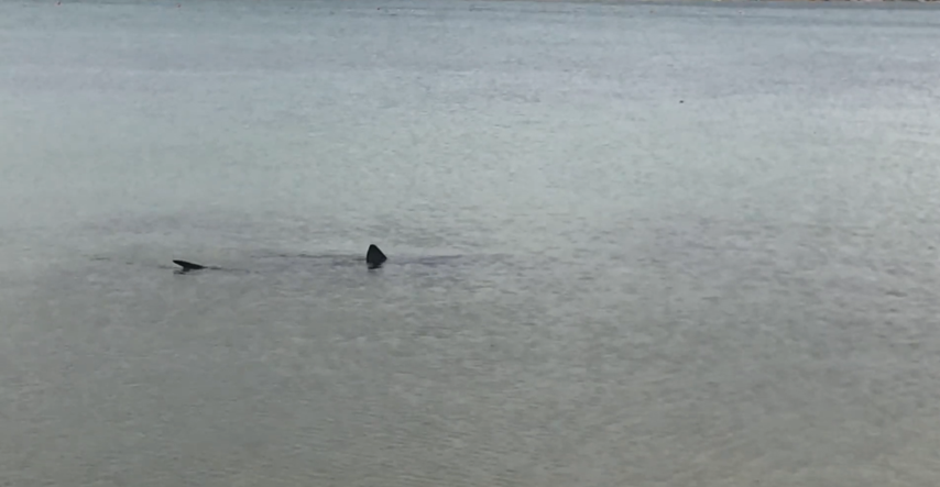 VIDEO Kod Pirovca snimljen morski pas