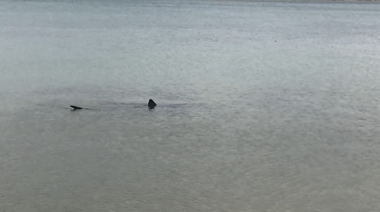 Kod Pirovca snimljen morski pas, pogledajte snimku