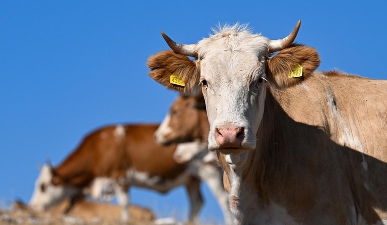 U Imotskom prošli mjesec ukraden veći broj krava, vrijedne su više od 50 tisuća kuna