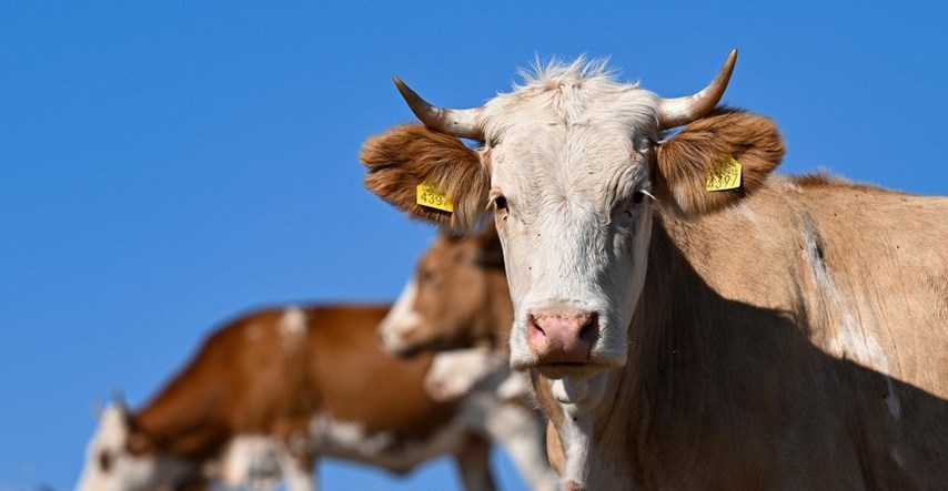 U Imotskom prošli mjesec ukraden veći broj krava, vrijedne su više od 50 tisuća kuna