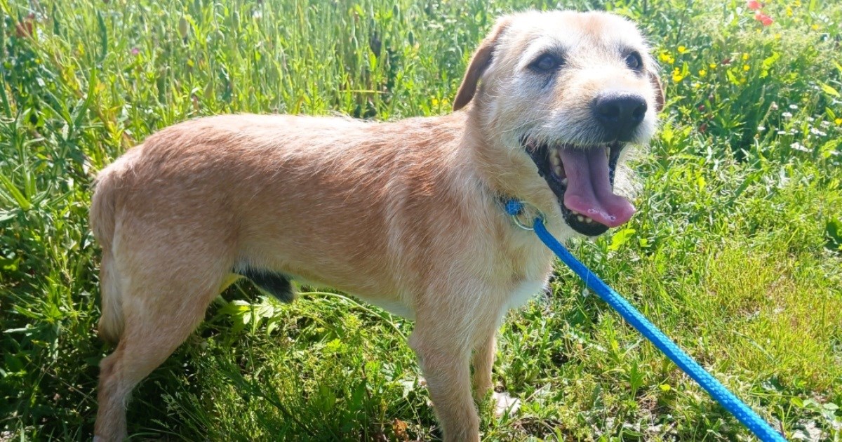 Maleni čuvar velikog srca: Preslatki Rudi traži dom