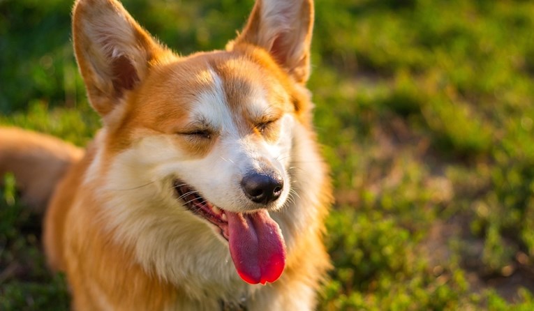 Ne podcjenjujte pse: Razumiju stotine riječi, broje i prate razgovore