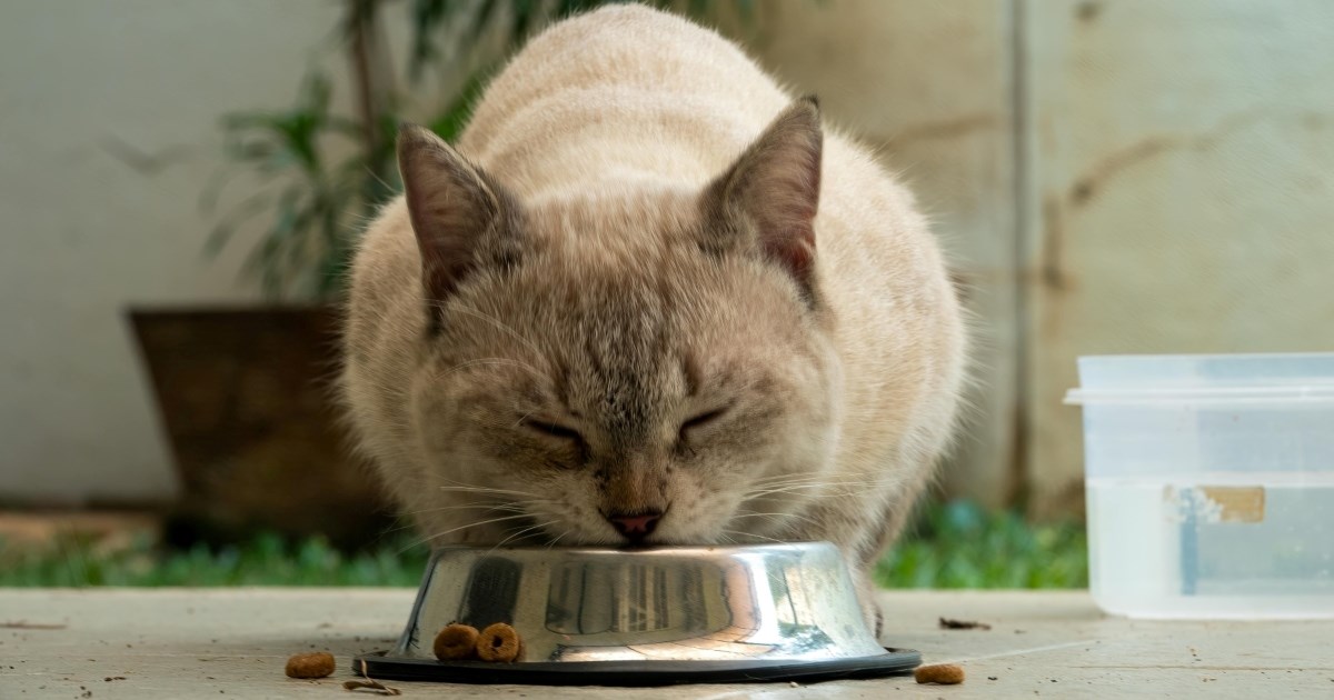 Pet najčešćih grešaka koje vlasnici rade pri hranjenju ljubimaca