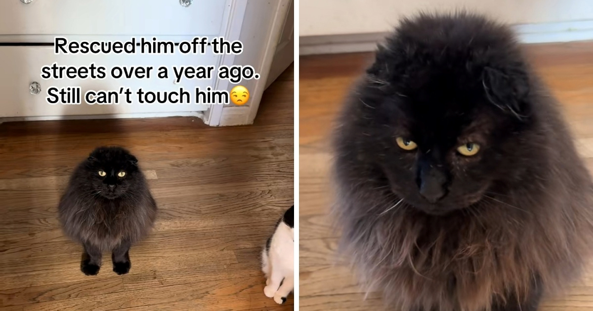 Udomljeni mačak lutalica postao viralan zbog načina na koji pokazuje ljubav