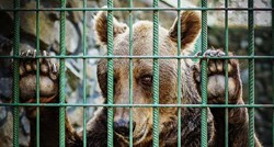 Organizacija Four Paws prekinula suradnju s Hrvatskom zbog Macolinih medvjeda