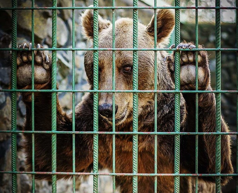  Međunarodna organizacija prekinula suradnju s Hrvatskom zbog Macolinih medvjeda
