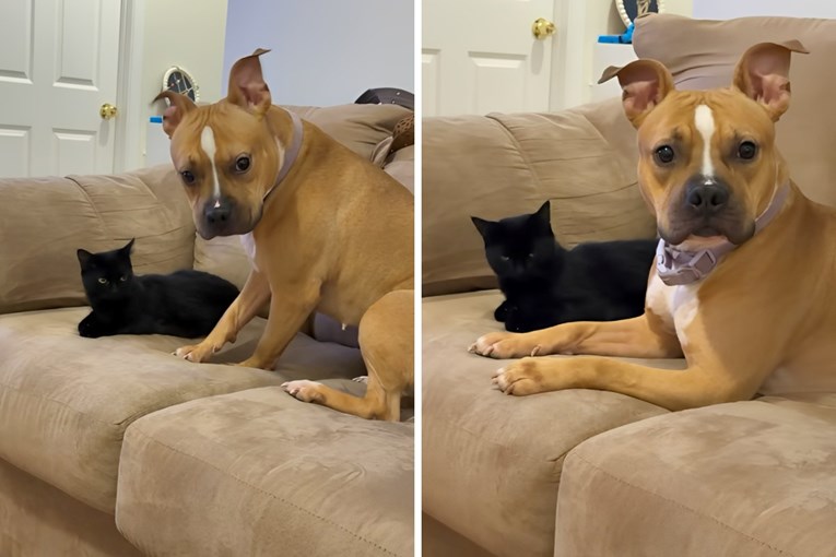 Kad pas i mačka dijele kauč: Pogledajte urnebesnu reakciju koja je osvojila internet