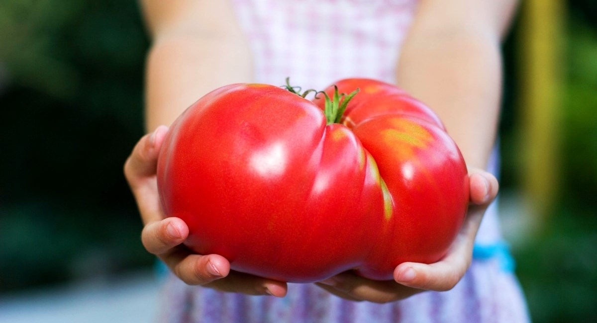 Koliko poznajete sorte rajčica? Naučite koje su slatke, koje za kuhanje ili za salatu