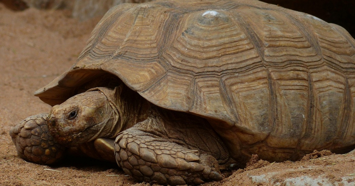 Majstore tijekom radova prestrašila divovska kornjača, video je postao hit