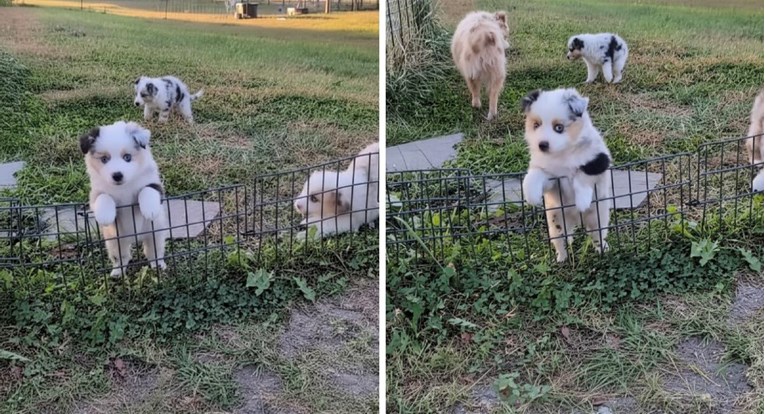 VIDEO Štenci učili preskakati ogradu. Njihovi slatki pokušaji će vas nasmijati