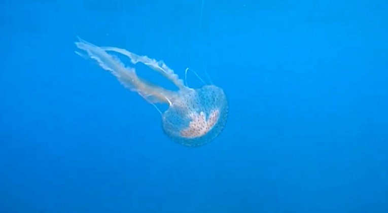 U Jadranu uočena mala meduza, može nanijeti jaku bol i ozljede koje teško zarastaju