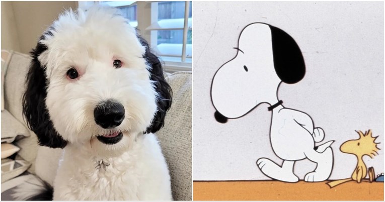Pas Bailey postao viralan zbog nevjerojatne sličnosti sa Snoopyjem