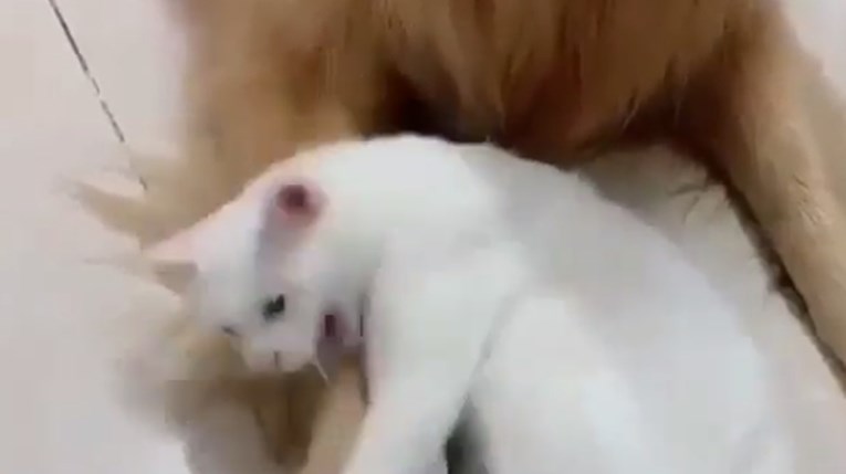 Mačka ljubomorno brani svog prijatelja psa, nitko mu ne smije prići osim nje