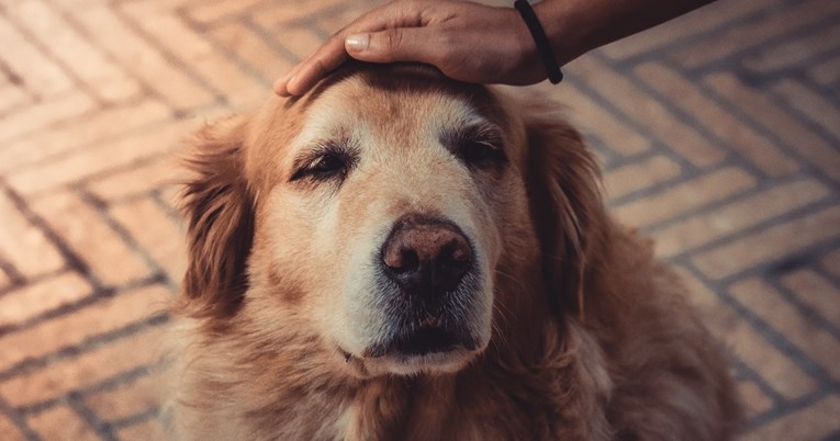 6 razloga zbog kojih je udomljavanje starijeg psa najbolja odluka koju ćete donijeti