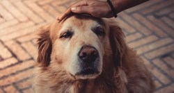6 razloga zbog kojih je udomljavanje starijeg psa najbolja odluka koju ćete donijeti