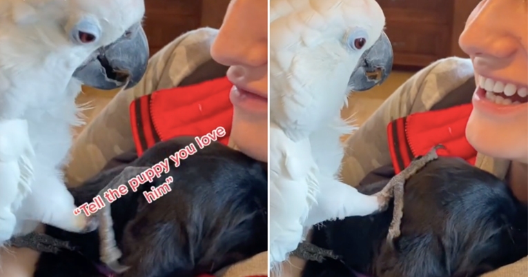 Vlasnica upoznala papigu sa psićem i odmah se rodila velika ljubav