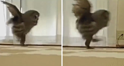 Jeste li ikada vidjeli sovu kako trči? Pogledajte ovaj video